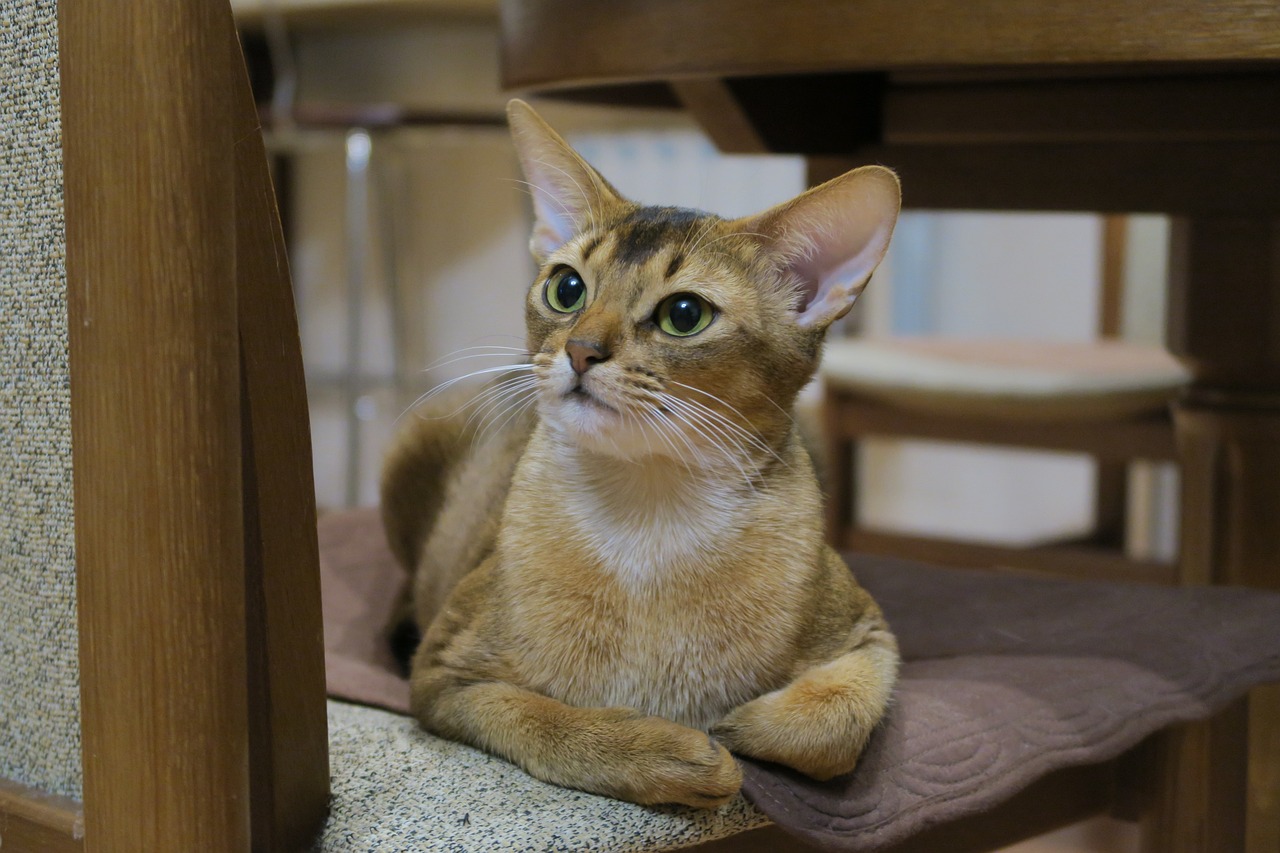 The Playful Spirit of the Abyssinian Cat